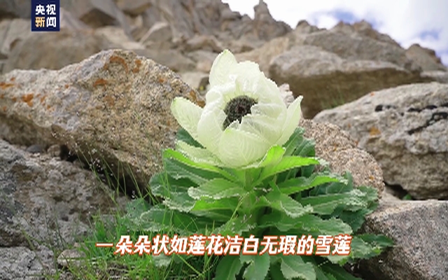 天山雪莲原来长这样