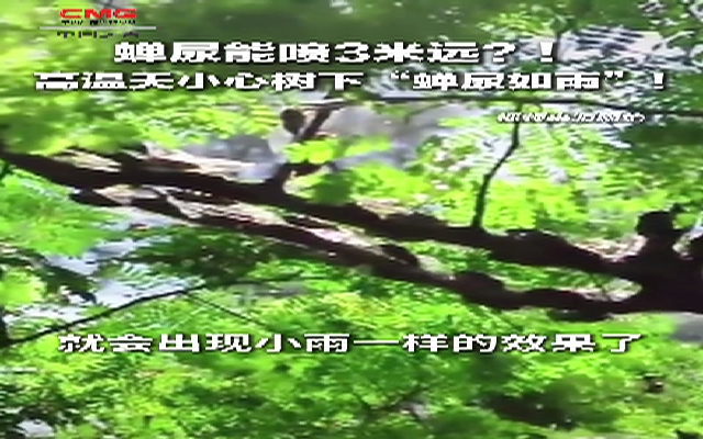 蟬尿攻擊對人體有害嗎