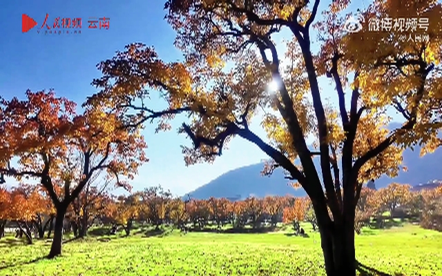 云南300年古梨树冬日换装美如画