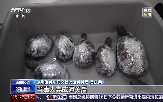 女子身上藏39只乌龟走私